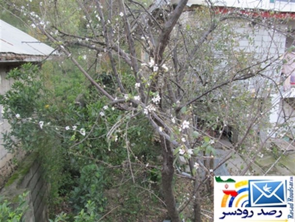 شکوفه زدن یک اصله درخت آلوچه در رحیم آباد رودسر