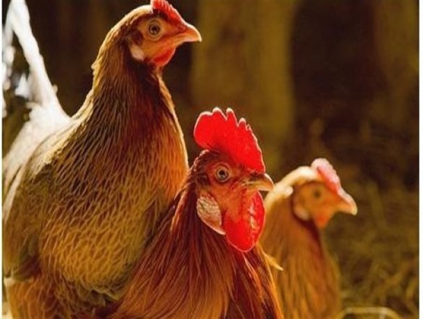 اجرای طرح پایش آنفلوانزا در طیور سنتی چناران