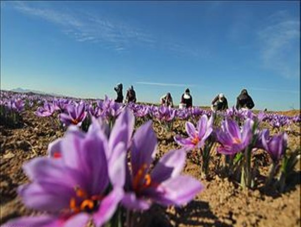 برداشت زعفران در بن آغاز شد