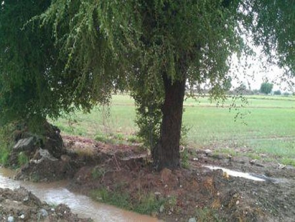اصابت مستقیم صاعقه، جان جوان دزفولی را گرفت