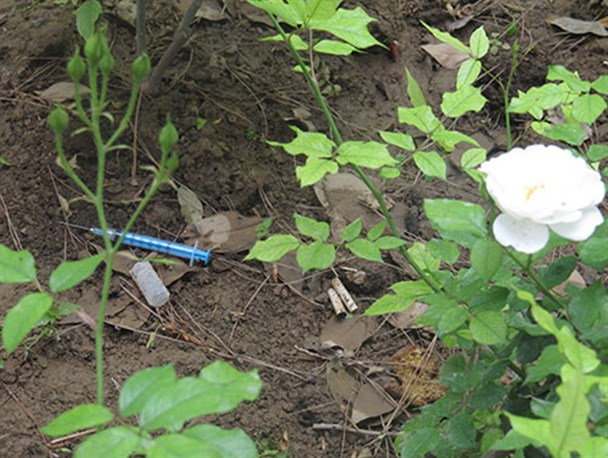 بوستان هایی به رنگ مواد مخدر در شهرستان بهارستان+عکس