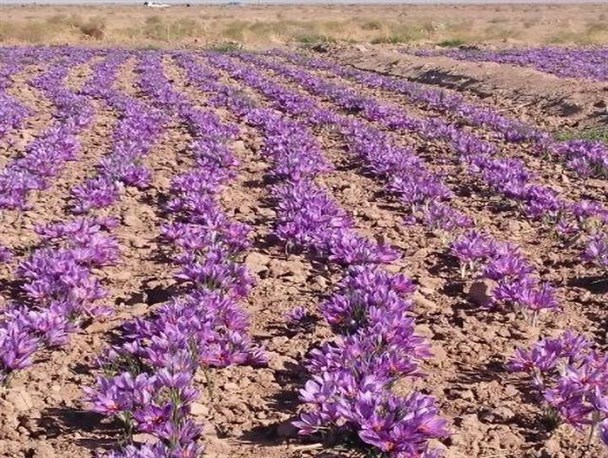 تزیین زمینهای کشاورزی شهرستان تایباد با طلای سرخ
