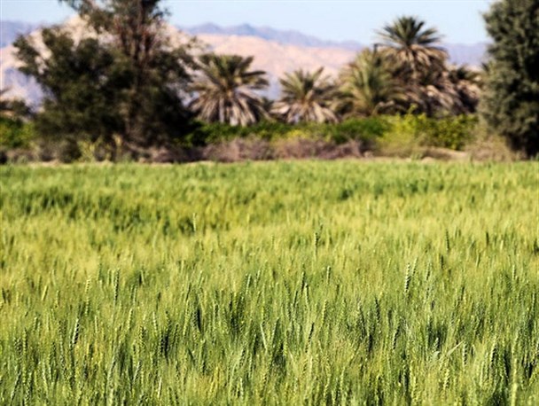 آغاز کاشت گندم و جو در اراضی کشاورزی شهرستان دلگان