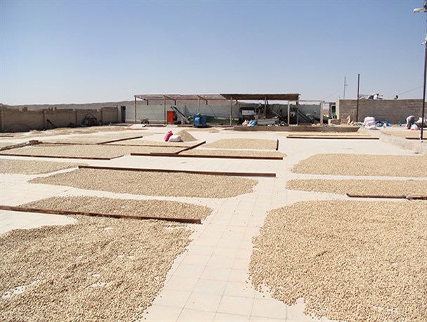 برداشت پسته در شهرستان تفت از دریچه دوربین+تصاویر