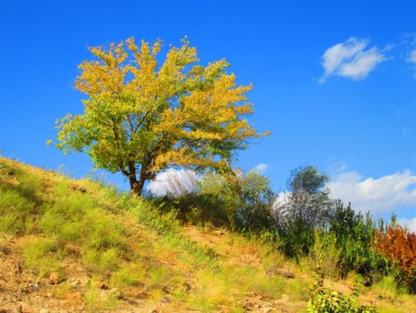 زیبایی های پاییز در ماهنشان/ گونه های سرخ درختان+تصاویر