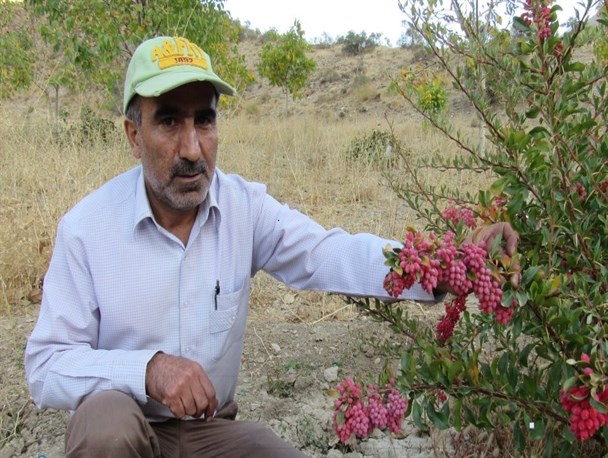 همه چیز در مورد کشت زرشک/ تحقق اقتصاد مقاومتی با بازگشت به روستا