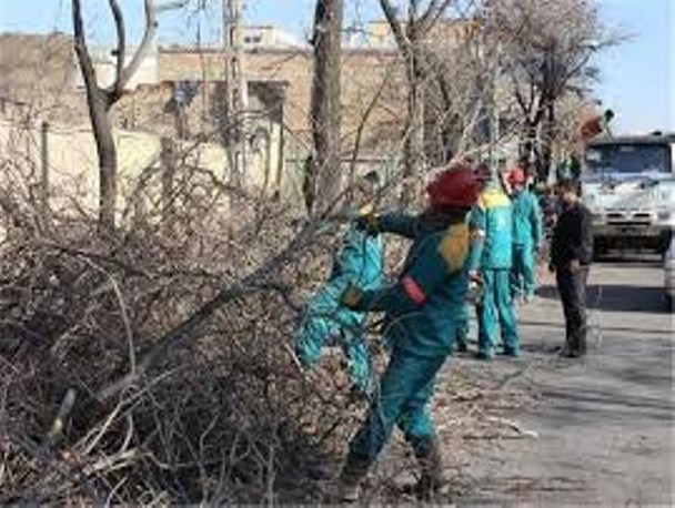برخورد جدی با قطع عمدی درختان