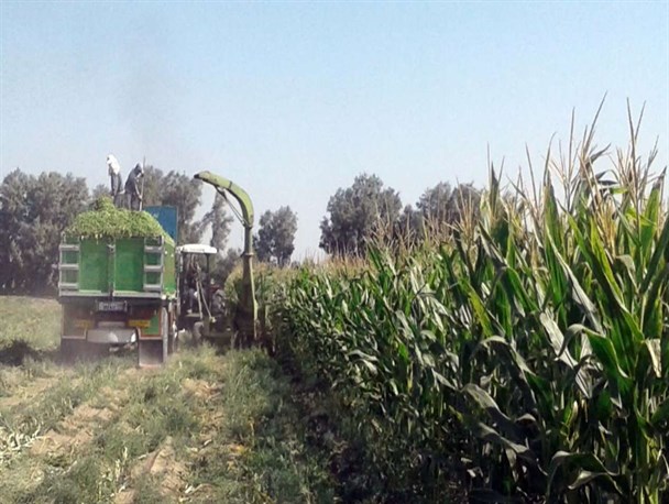 برداشت بیش از ۲۲ هزار تن ذرت از سطح مزارع خاش/ ۱۰ هزار نفر مشغول به کار شدند