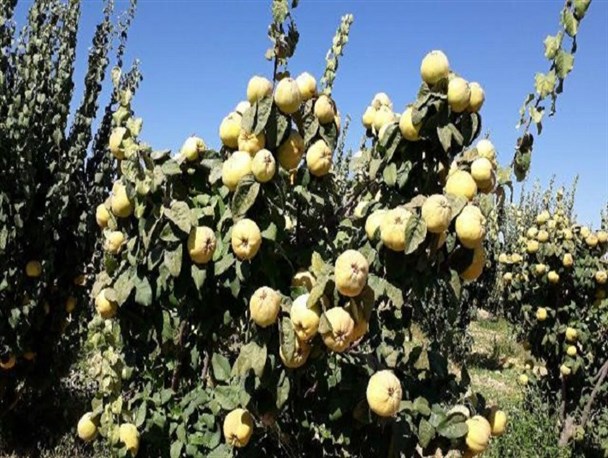 آغاز برداشت بِه از سطح240 هکتار از باغات شهرستان نی ریز