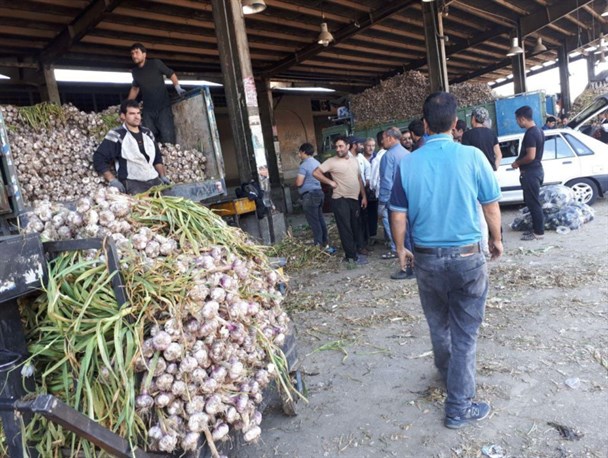حریصانی که بر طبل ارزان شدن قیمت سیر زدند/سیرکارانی که دسترنجشان بر باد رفت