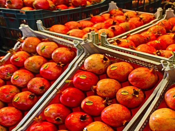 دل خون انارکاران شرق مازندران از بی‌توجهی مسئولان/ پای صادرات انار می‌لنگد