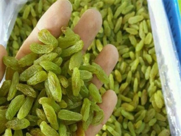 قطب تولید کشمش سبز قلمی کشور در حسرت بازار‌های جهانی/ مشوق‌های صادراتی باید در حوزه کشمش اعمال شود