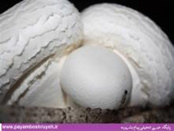 قارچ اقتصاد مقاومتی با وزن 370 گرم تولید شد ! +تصویر