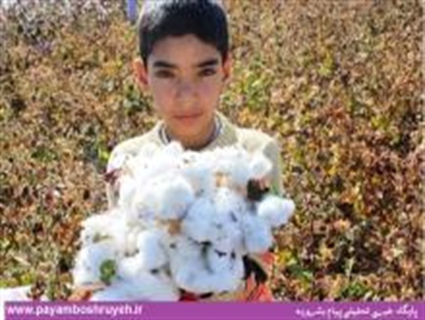 تصاویر/ برداشت طلای سفید از سطح مزارع بشرویه