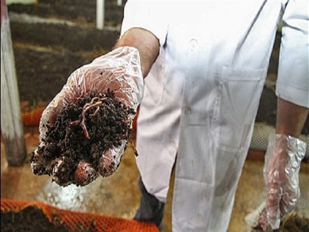 تولید ورمی کمپوست با وام ازدواج و صادرات به افغانستان/روشی جالب برای ترغیب کشاورزان به استفاده از کود سبز
