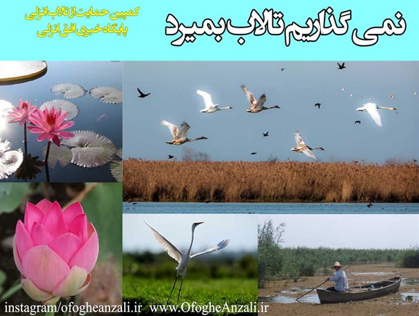 آغاز به کار کمپین "نمی گذاریم تالاب بمیرد" در بندرانزلی