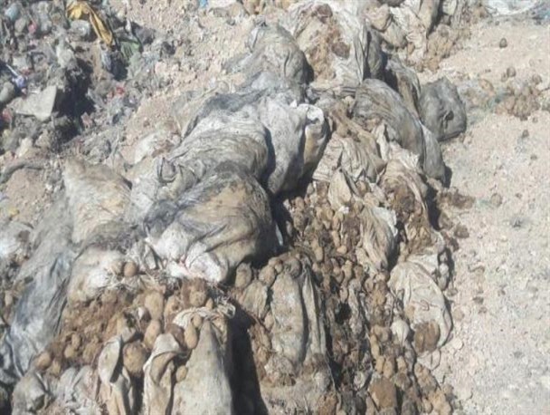 داستان غم‌انگیز دفن 1723 تن سیب‌زمینی از زبان کشاورزان