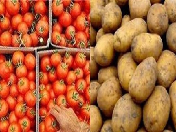 حکایت تکراری بی تدبیری در کاشت محصولات کشاورزی!