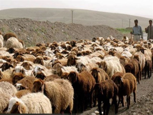 خرید حمایتی بیش از ۹۳ تن شیر از دامداران مرند