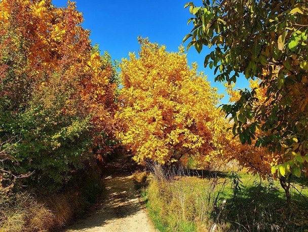 طبیعت زیبای پاییزی نهاوند