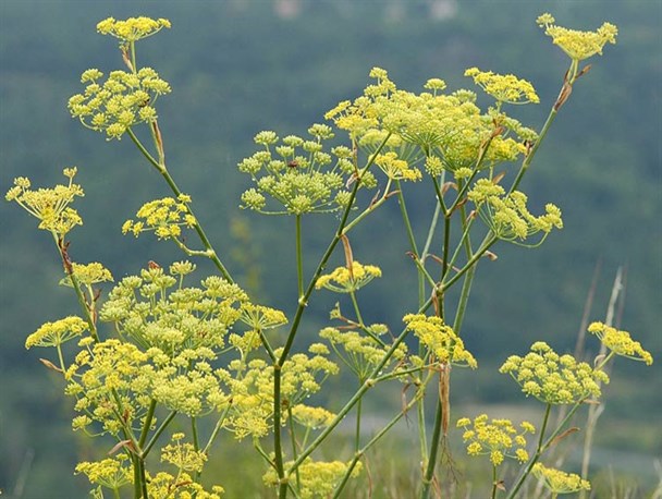 وجود 2500 گونه گیاهی و دارویی در سرزمین دنا/ سفره سبز دنا خالی تر از همیشه + تصاویر