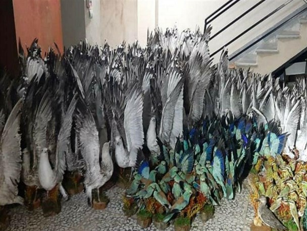 کشف و ضبط 300 قطعه پرنده تاکسیدرمی‌شده قاچاق در آمل