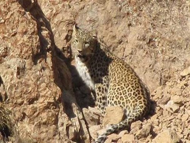 ردپای پلنگ در شهرستان زیرکوه