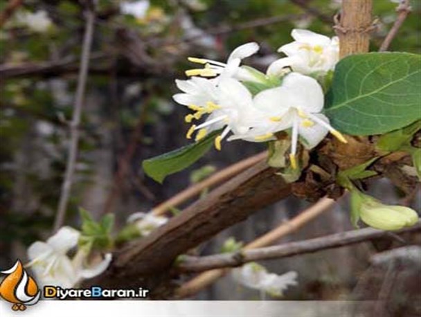 شکوفه های یخی در روزهای زمستانی دیارباران + تصاویر