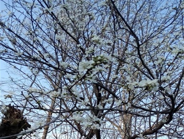 گل دادن درخت آلوچه در روستای« شالماء» شفت / عکس