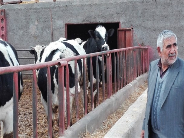 مرکز نمونه پرواربندی گوساله ساوه در یک نگاه