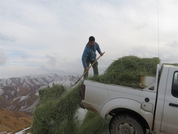 توزیع علوفه توسط محیط بانان شهرستان سربیشه در هوای سرد زمستان/ تصویری