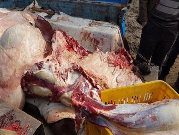 کشف و معدوم سازی لاشه گاو مبتلا به بیماری سل در بازار هفتگی میاندوآب + تصاویر