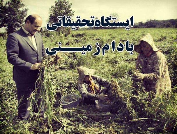 ماجرای انتقال ایستگاه تحقیقاتی بادام زمینی به کجا کشید؟