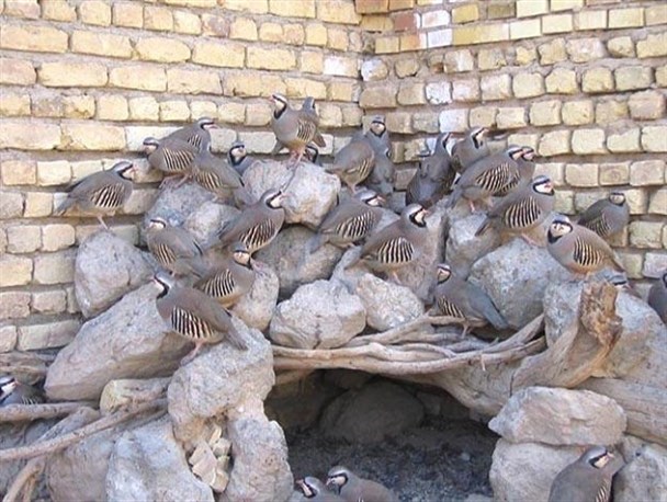 کارآفرینی جوان آشتیانی با حمایت بسیج سازندگی/اقتصاد مقاومتی با ۱۵میلیون سرمایه اولیه+تصاویر