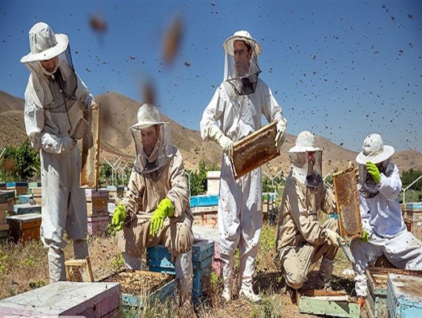 مشکلاتی که شیرینی عسل را به کام زنبورداران تلخ کرد/ سم‌پاشی کشاورزی و مرثیه‌ای برای صنعت زنبورداری