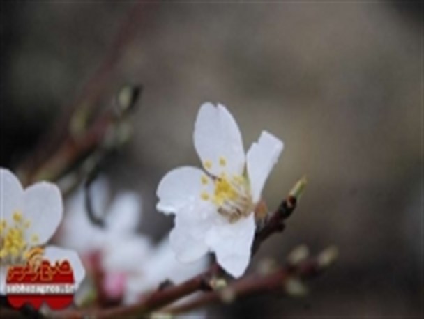 بهار در زمستان یاسوج
