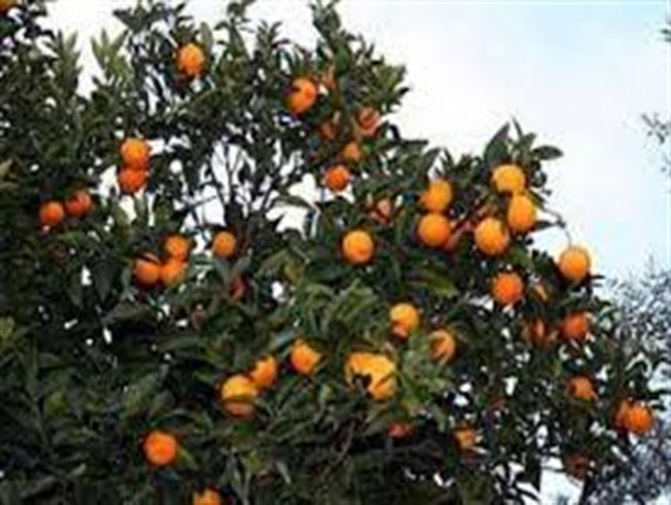 در راستای افزایش آگاهی و توانمندی باغداران کارگاه آموزشی تولید مرکبات، برگزار شد