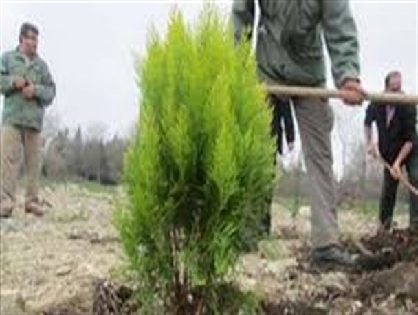توزیع و کشت،هشت هزار اصله نهال در روانسر