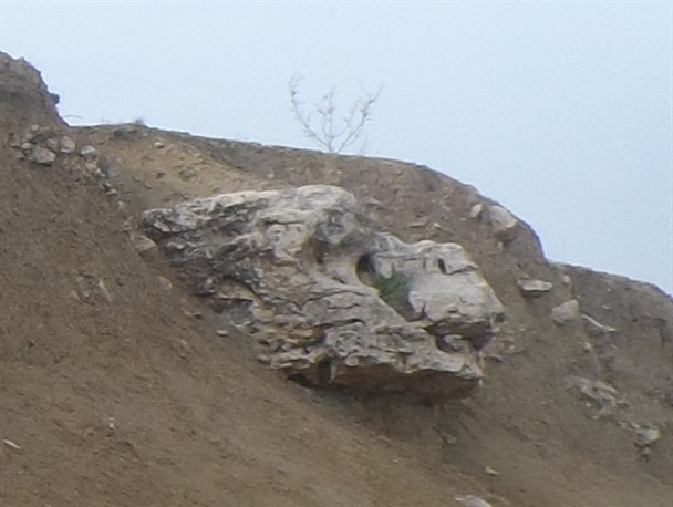 تصویر عجیب یک ببر در یک سنگ+تصاویر