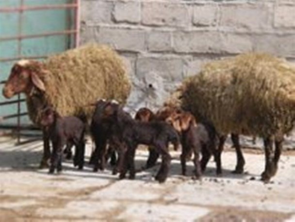 مدیریت جهادی در اصلاح نژاد گوسفند افشاری در استان زنجان