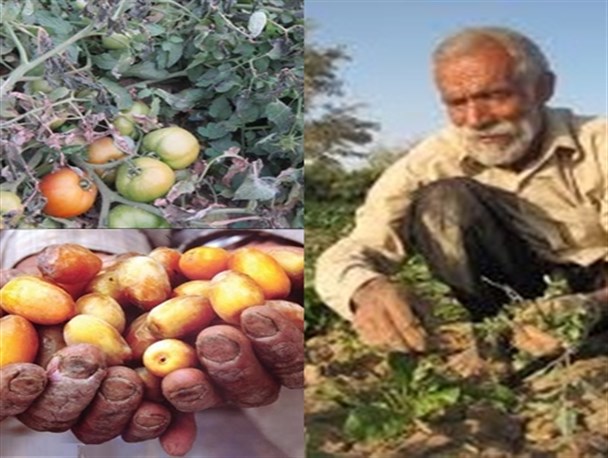 مسئولین بجای عکس از خسارت کشاورزان به فکر رفع مشکلات باشند/گوجه‌ها را آب می‌برد مسئولین را خواب