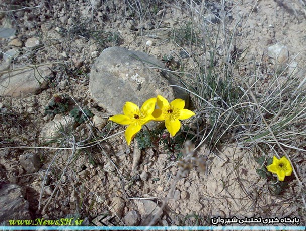 تصاویر زیبای رویش گلهای بهاری در کوهستانهای شیروان