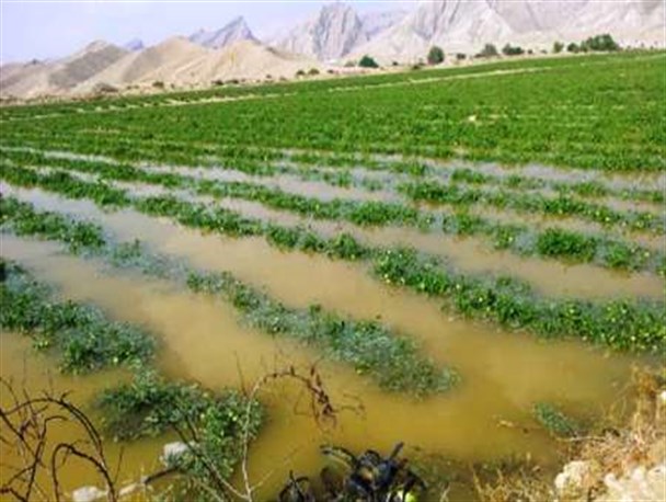 خسارت بیش از 3میلیاردی سیلاب به کشاورزان و دامداران مسجدسلیمان