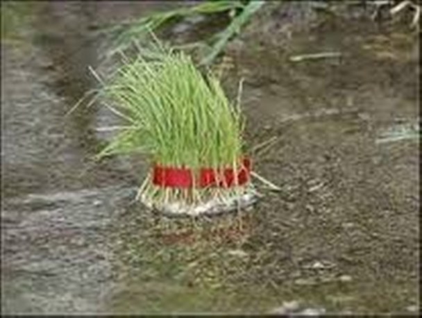 برخورد نامهربانه با گنجینه‌های خدادادی در روز طبیعت/ 13 فروردین روز دوستی با طبیعت است