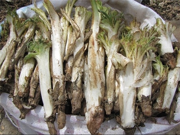گیاهان خودروی کوهستانی باخواص درمانی بسیار / وقتی نعمتهای خدادادی کام مردم را شیرین می کند