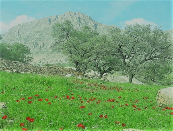 مخمل سبز شادگان باشت میزبان گردشگران نوروزی/اینجا رویای بهشت ایران را ببینید +تصاویر