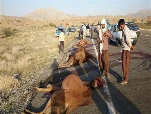 سناریو تکراری برخورد شتر با خودرو همچنان در جاده های هرمزگان قربانی می گیرد