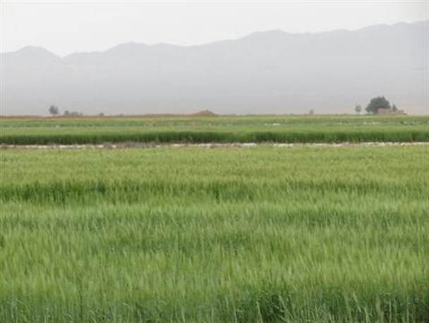 کشتزار های تشنه در انتظار باران