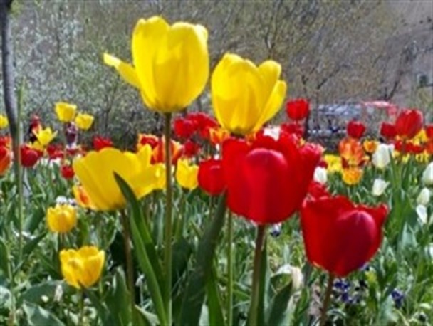 عکس/ جشنواره گلهای لاله در جاده چالوس