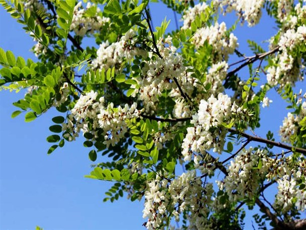 شکوفه‌های زیبای اقاقیا در گلوگاه+تصاویر